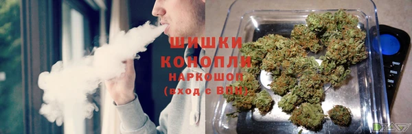 прущие грибы Белокуриха