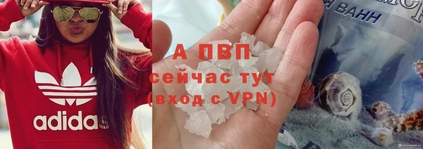 прущие грибы Белокуриха