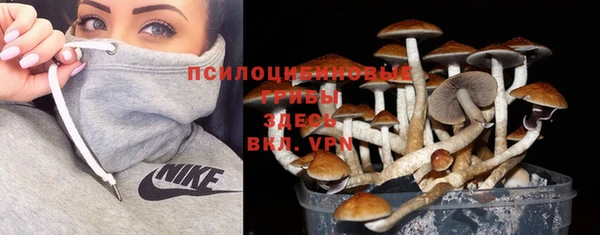 прущие грибы Братск